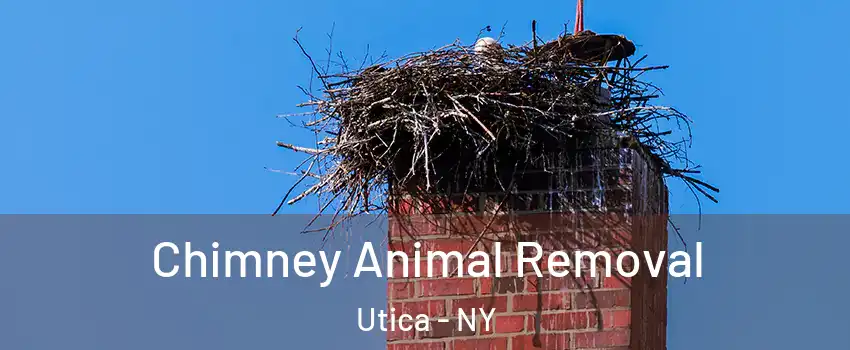 Chimney Animal Removal Utica - NY