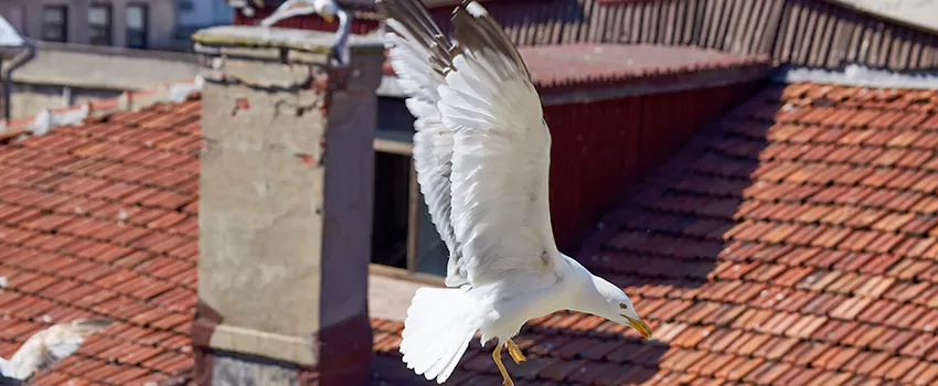 Residential Chimney Animal Removal Solution in Utica, NY
