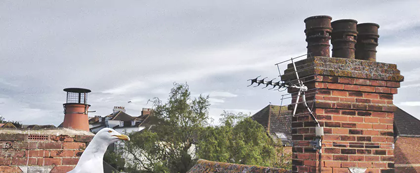Chimney Cleaning And Restoration in Utica, New York